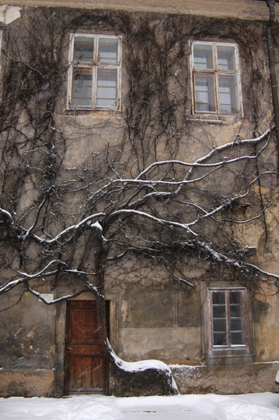 Combination of tree and building in Prague Strahov Monastery courtyard